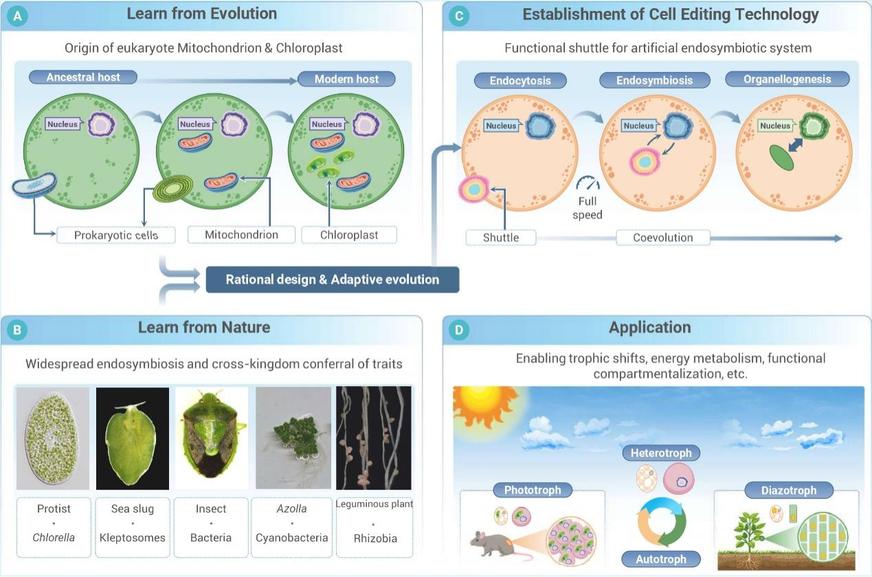从基因编辑到细胞编辑：球盟会(中国)提出合成生物学新策略